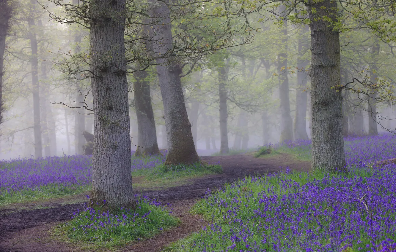 Photo wallpaper forest, flowers, branches, fog, Park, trunks, glade, spring