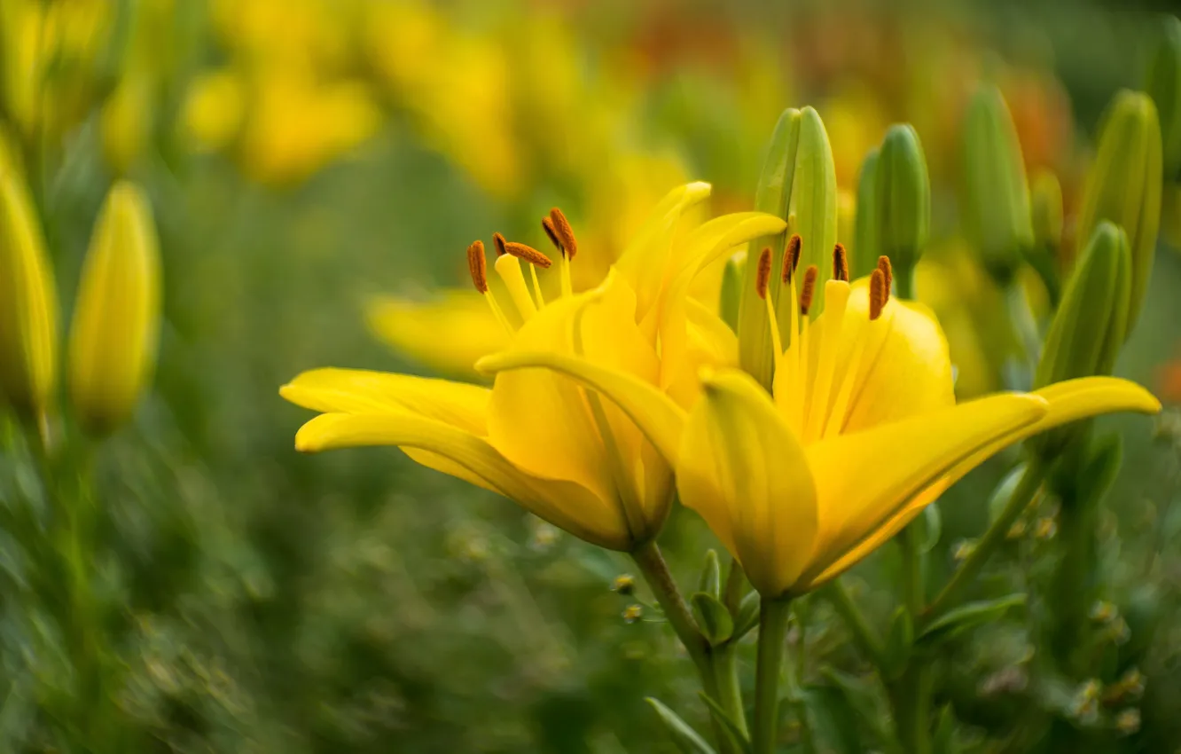 Photo wallpaper flowers, yellow, background, Lily, garden, blurry