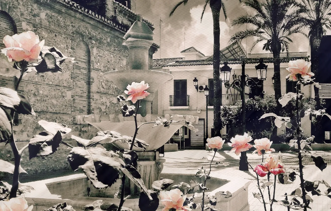 Photo wallpaper flowers, Spain, roses, AMVC, NEW PLACE OF THE CROWN