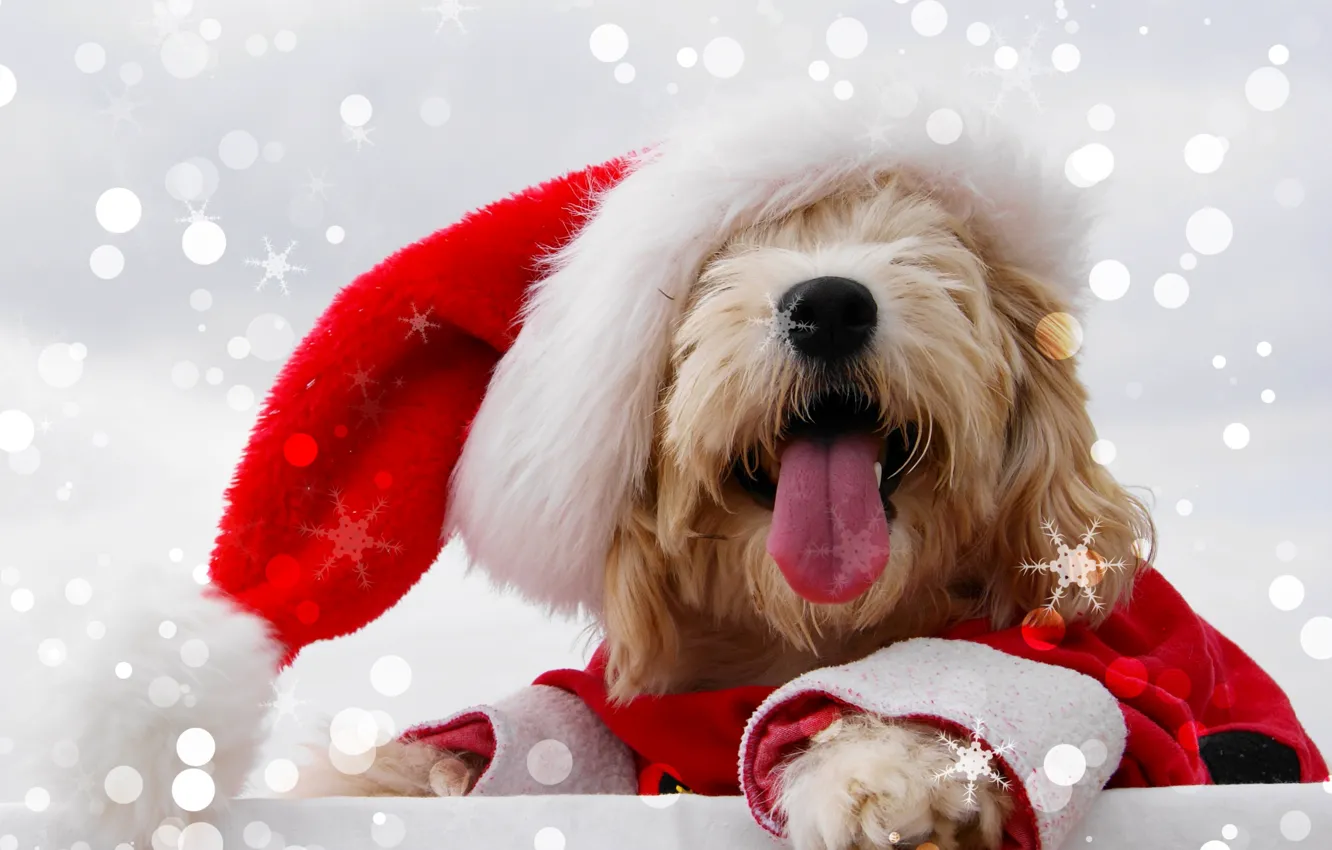 Photo wallpaper language, face, snowflakes, red, glare, background, holiday, hat