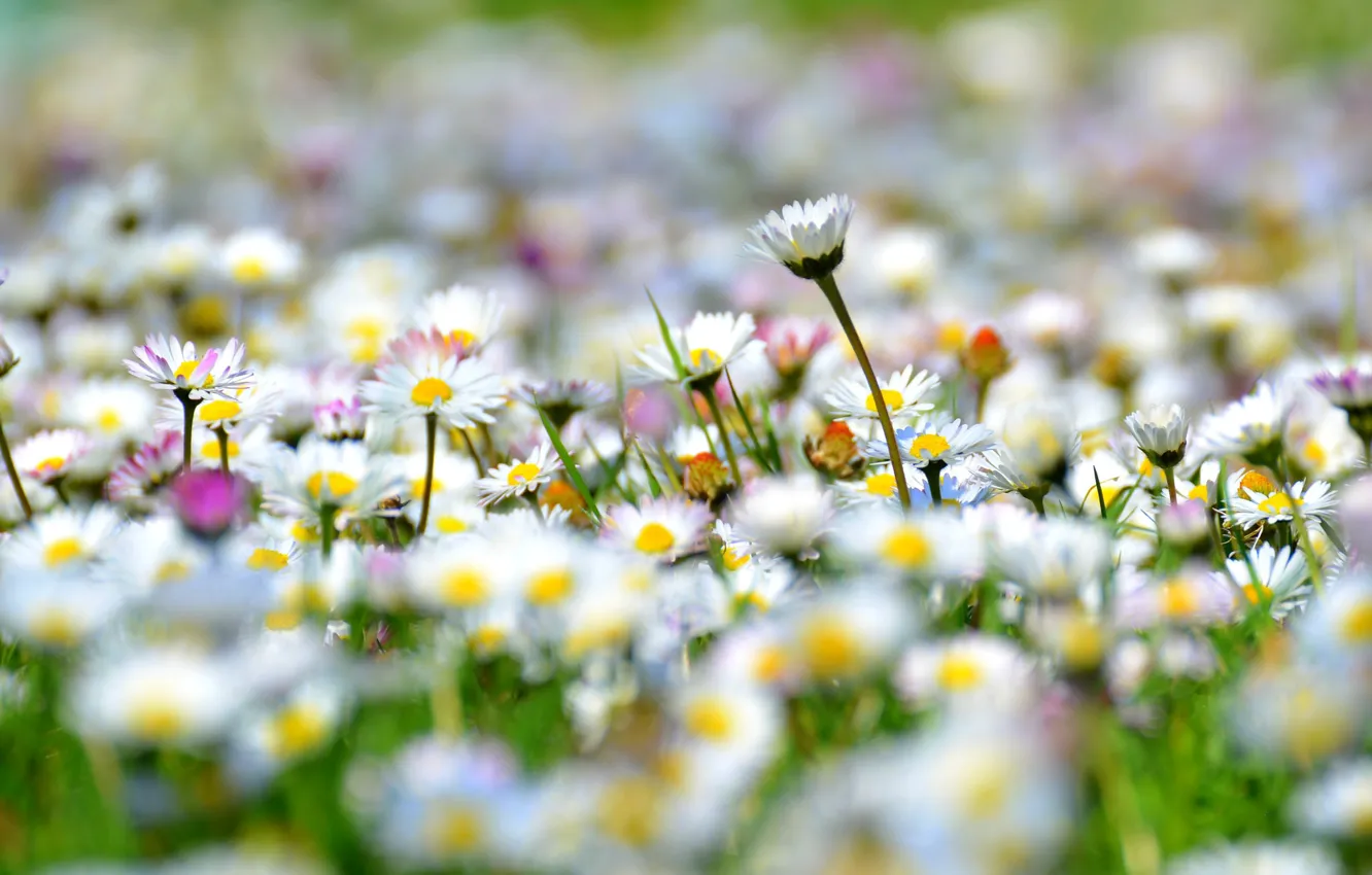 Photo wallpaper meadow, white, Daisy