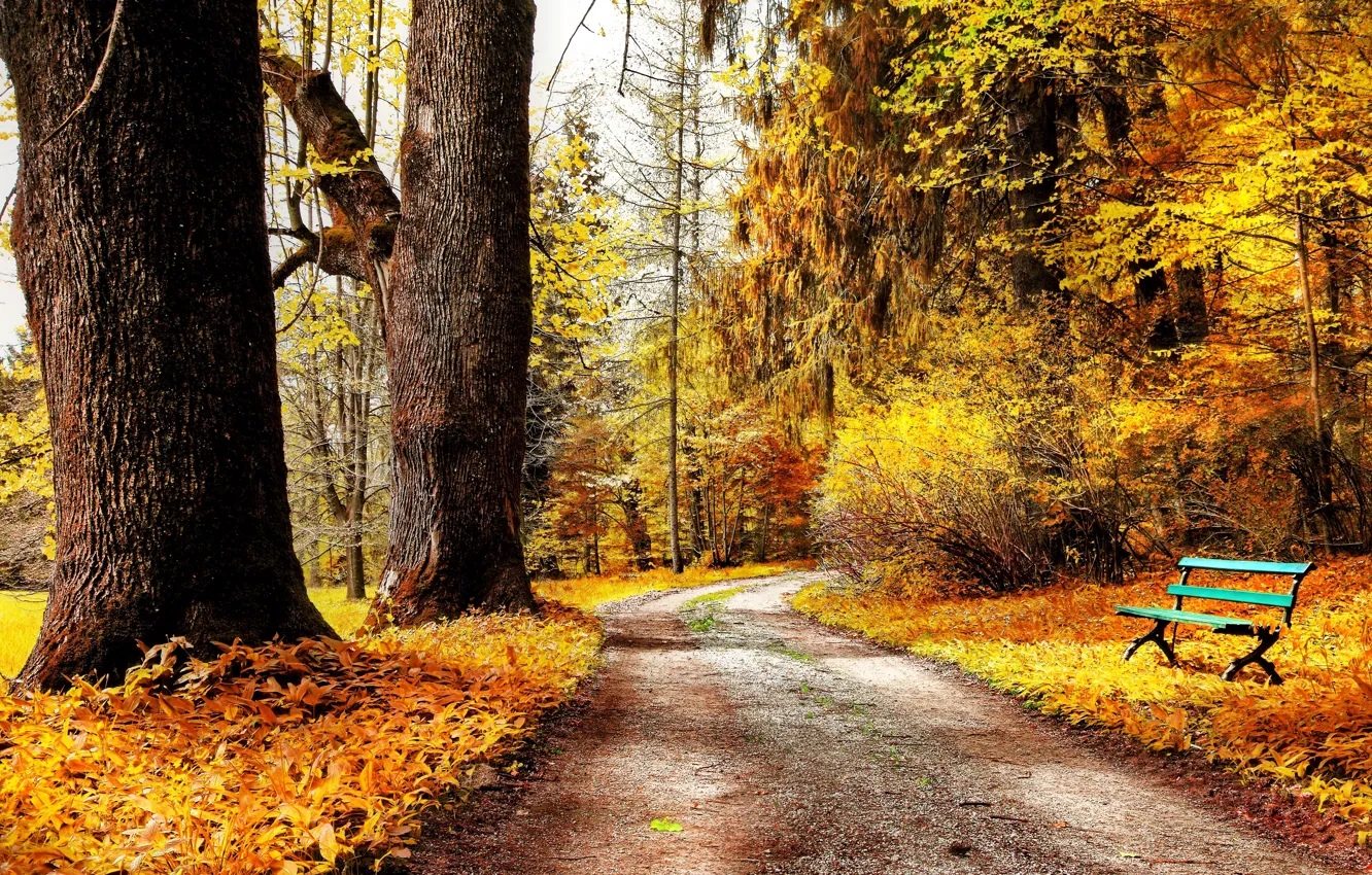 Photo wallpaper road, autumn, leaves, trees, bench, nature, Park, yellow