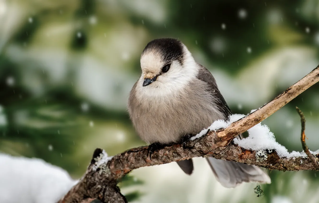 Photo wallpaper winter, snow, branches, green, background, tree, bird, snowfall