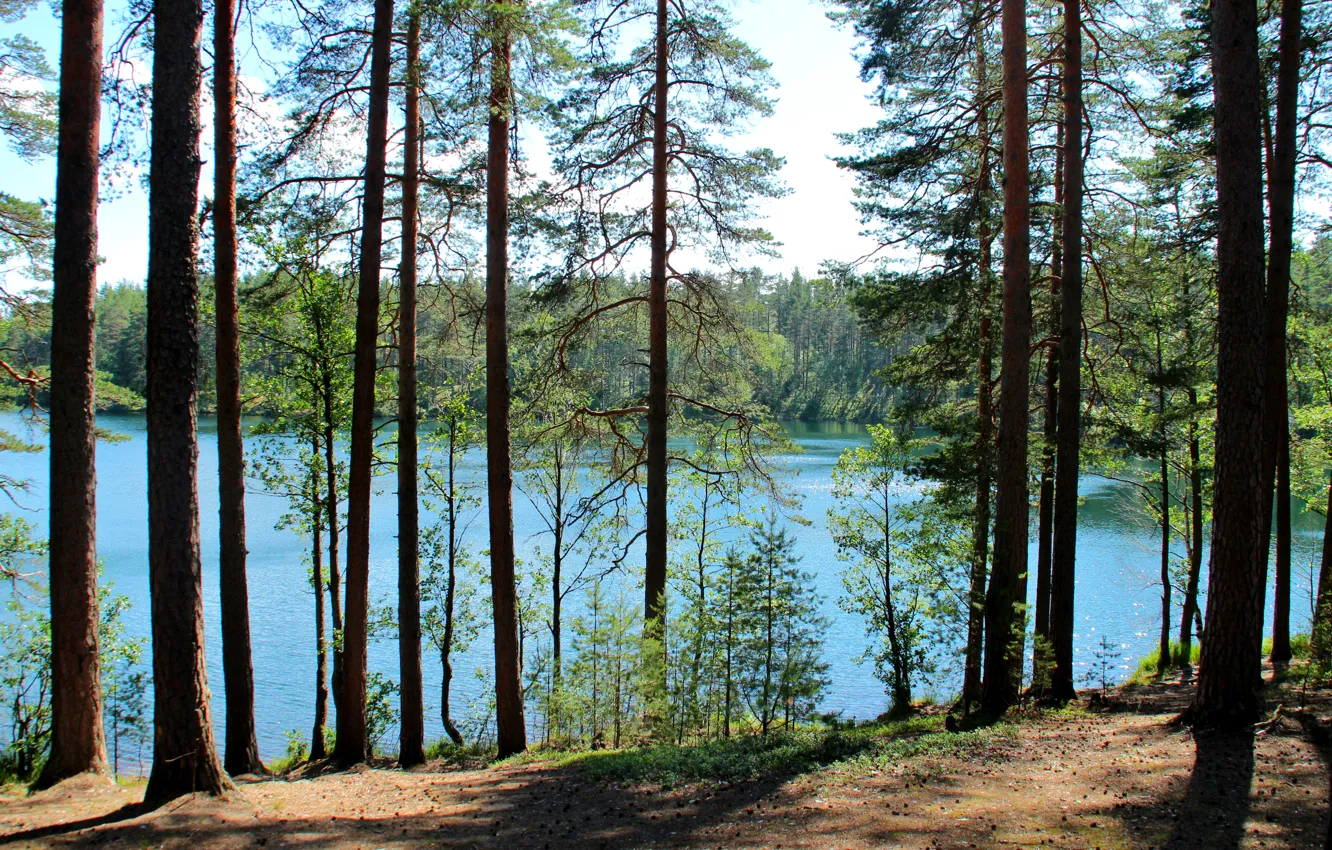 Photo wallpaper trees, lake, Russia, Leningrad oblast, Sapper, Valkjarvi