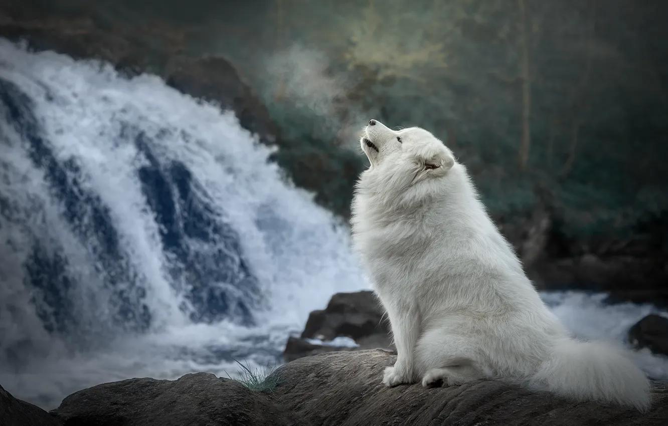 Photo wallpaper nature, waterfall, dog, Samoyed