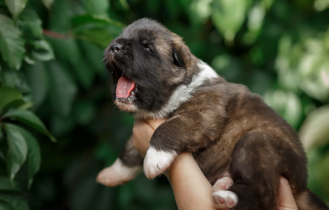 Photo wallpaper puppy, yawns, baby
