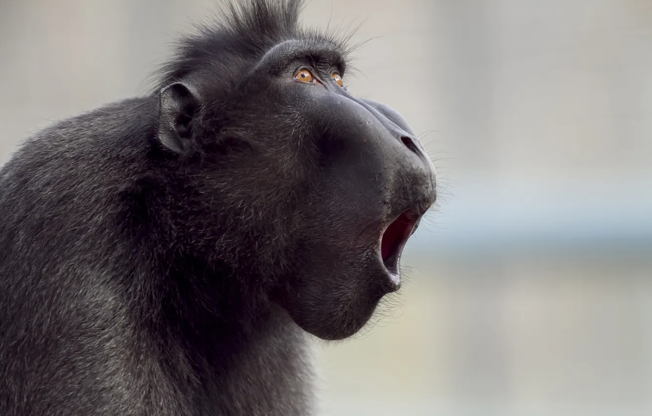 Photo wallpaper shot, making, noises, baboon