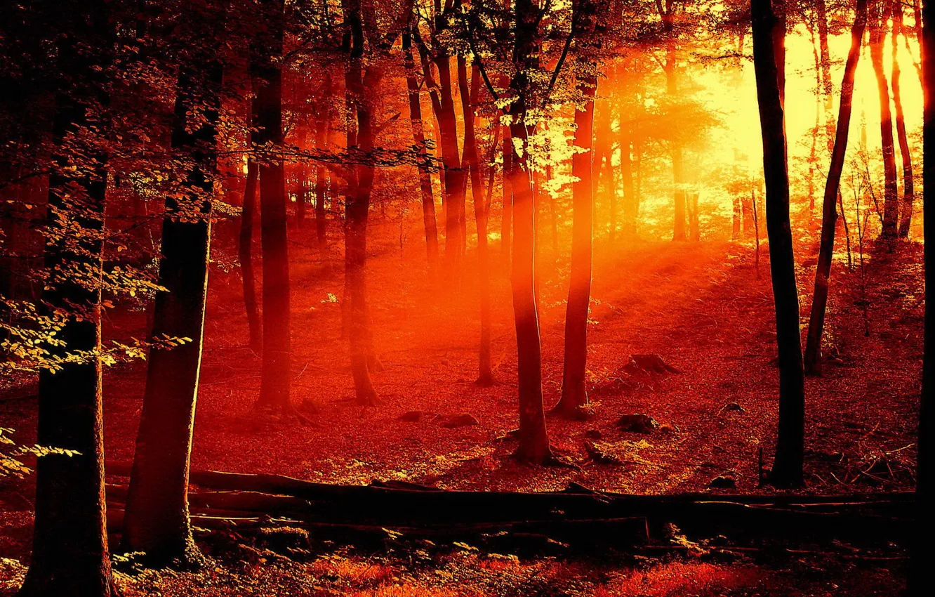 Photo wallpaper trees, red, Light
