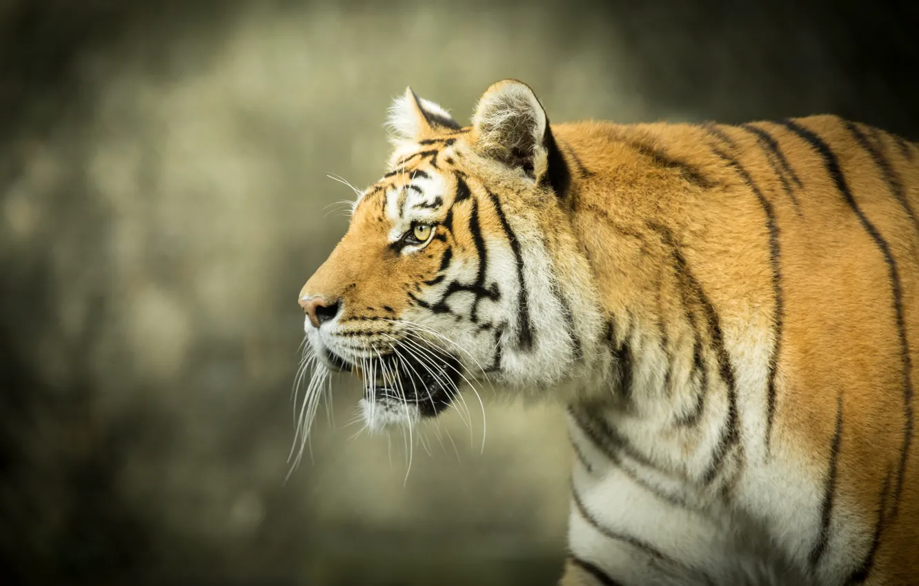 Photo wallpaper face, tiger, background, predator, profile, wild cat, bokeh