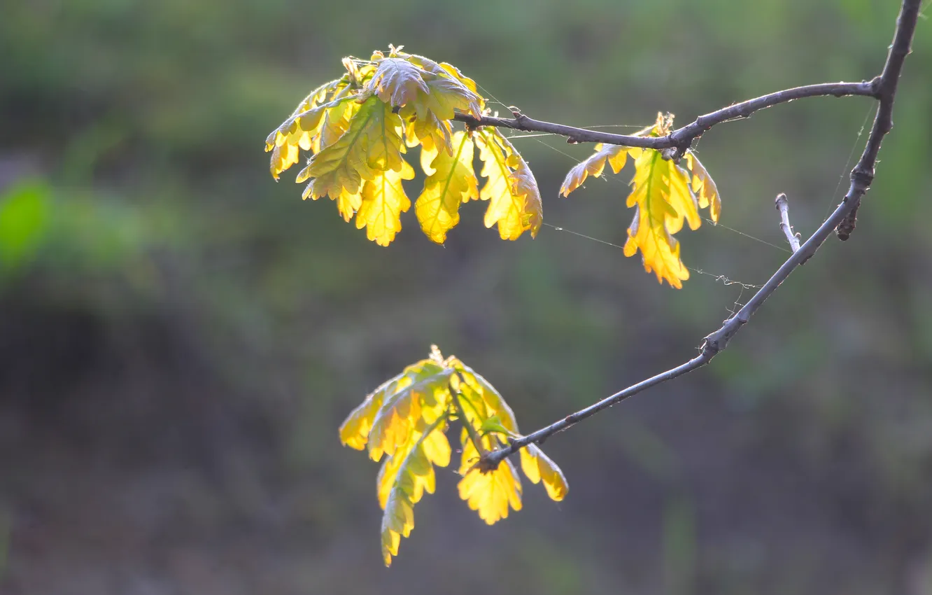 Photo wallpaper spring, leaf, twig