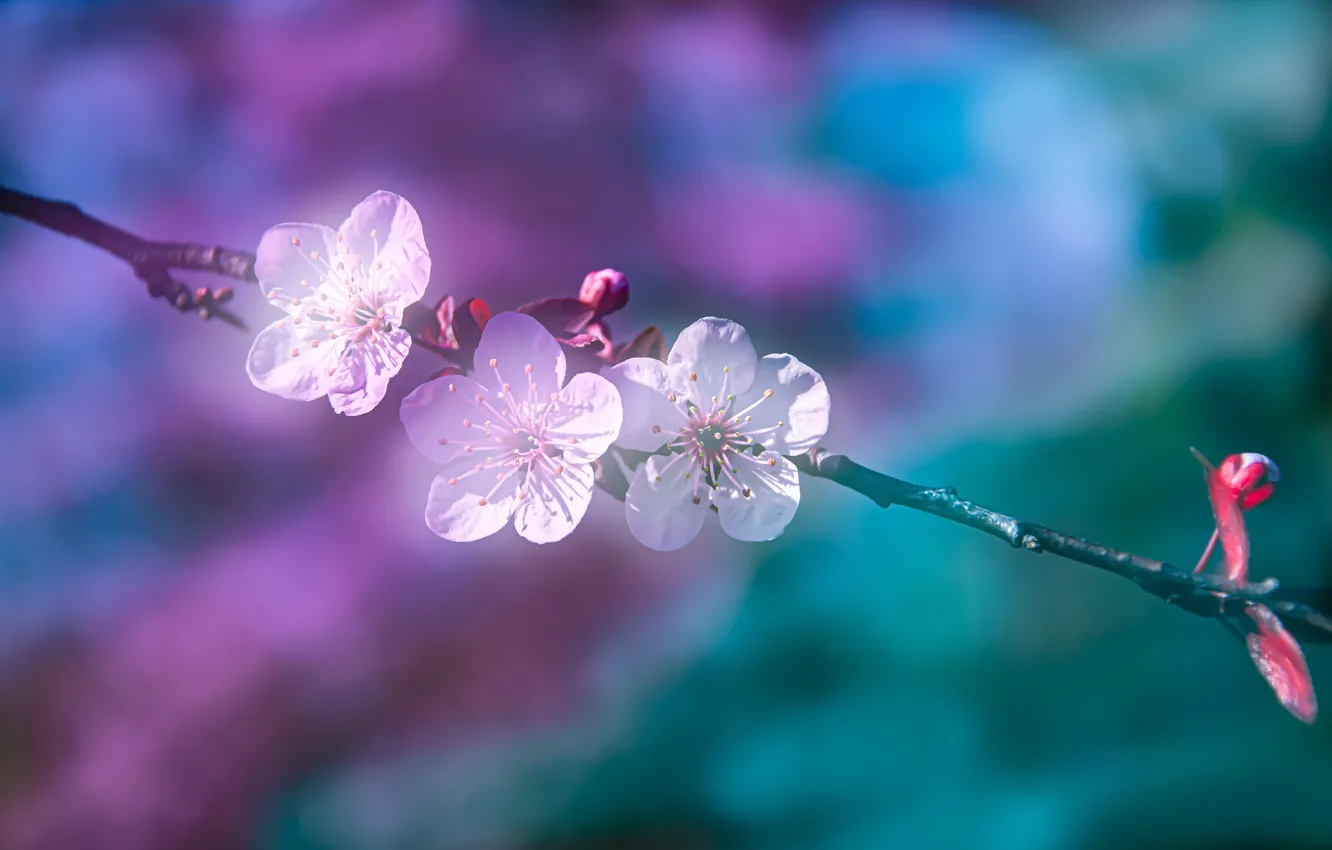 Photo wallpaper macro, cherry, background, branch, spring, flowering, flowers
