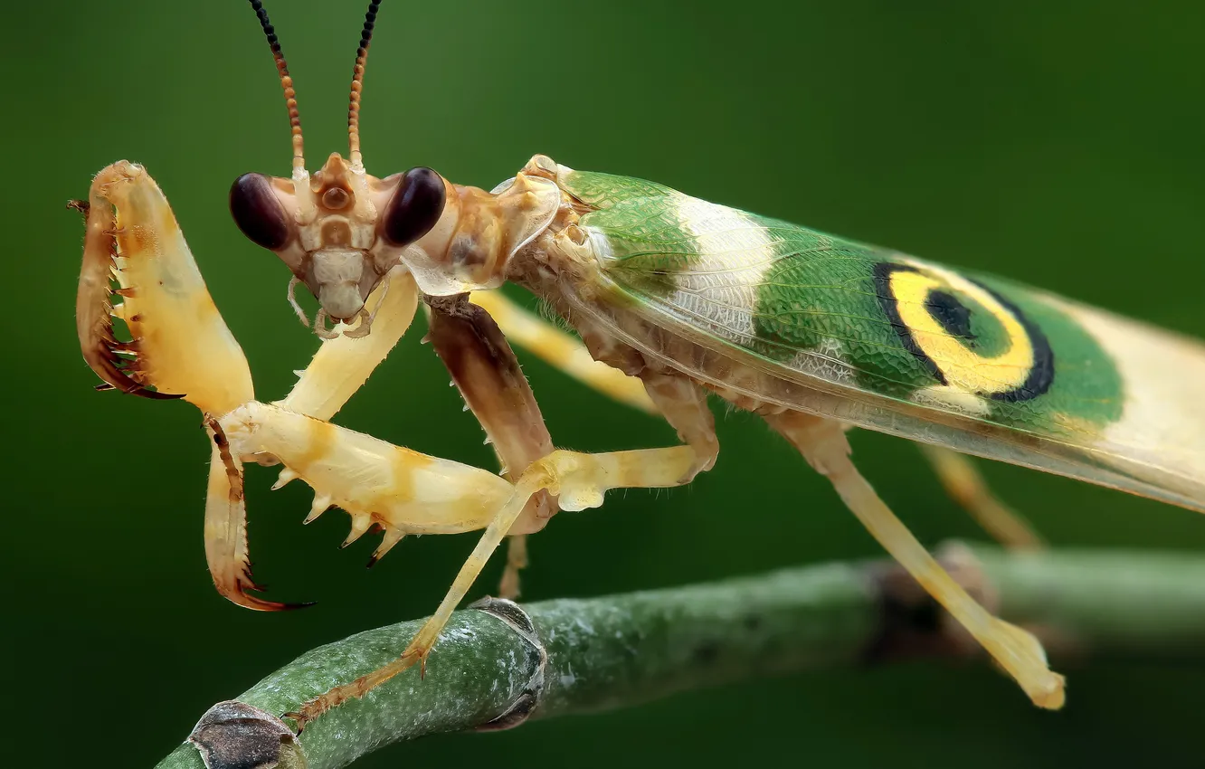 Photo wallpaper look, mantis, insect