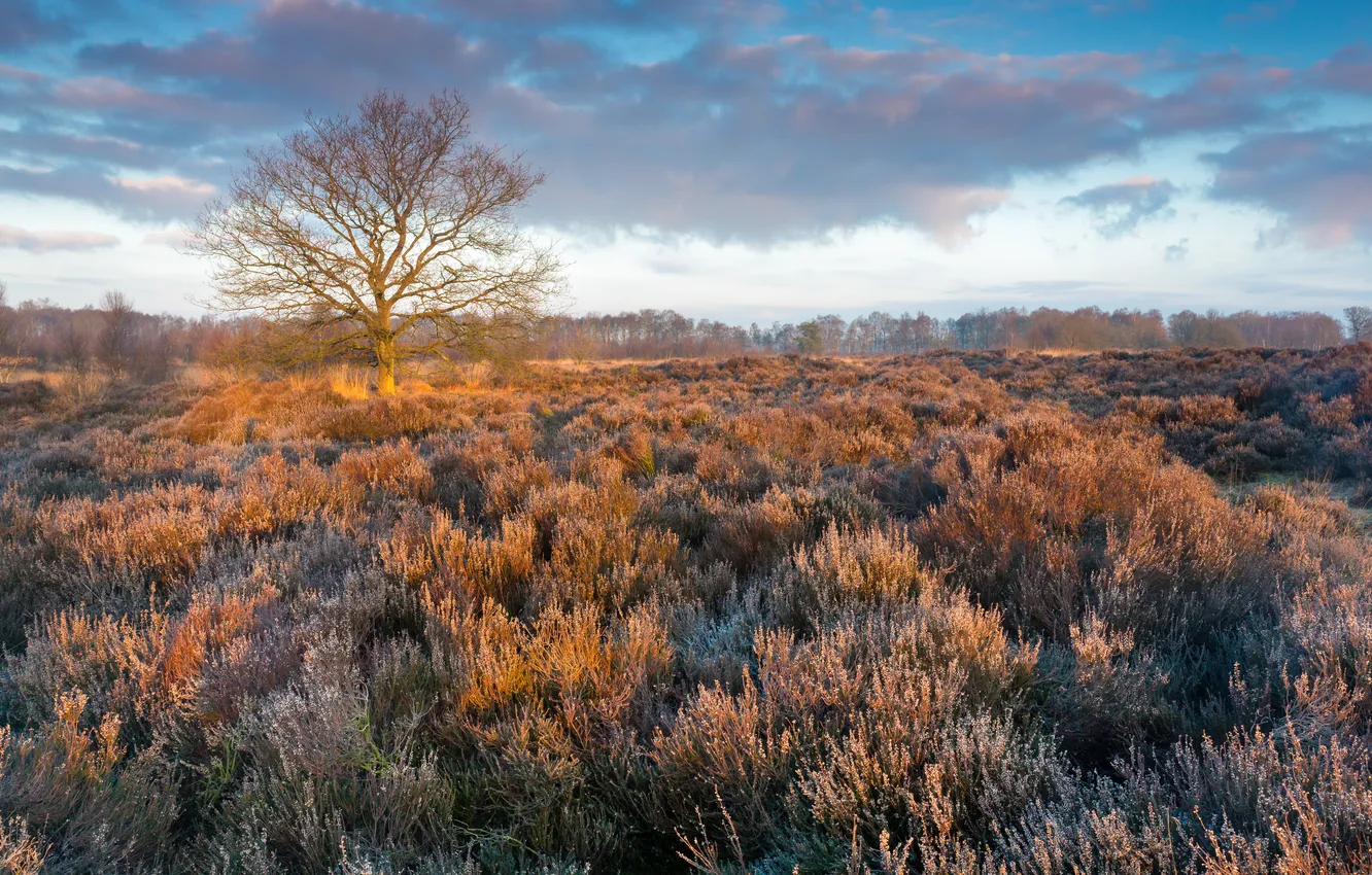 Photo wallpaper field, trees, landscape