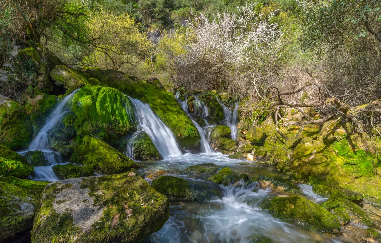 Photo wallpaper forest, stream, stones, waterfall, moss, the bushes