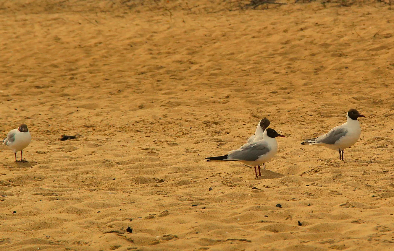 Photo wallpaper beach, bird, seagull