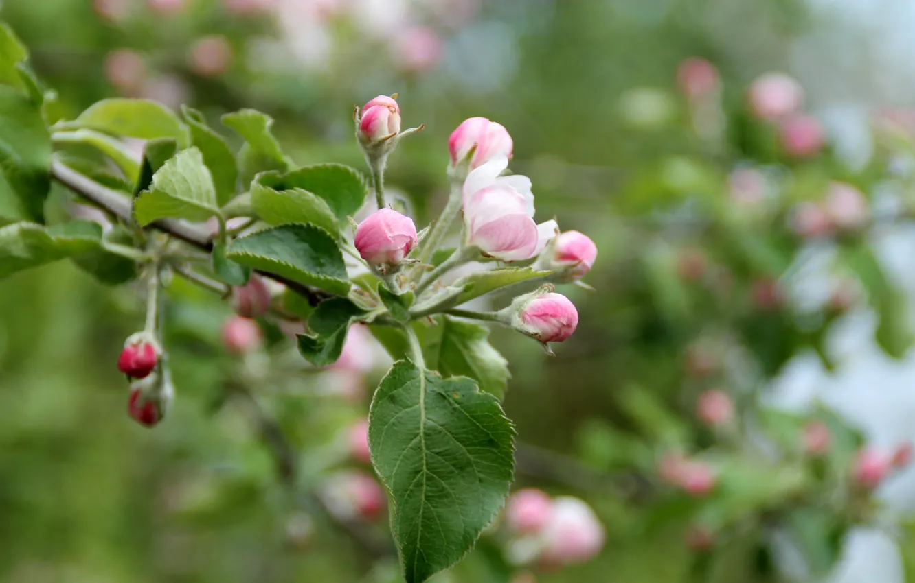 Photo wallpaper Flowers, Buds, Flowers, Bokeh, Bokeh