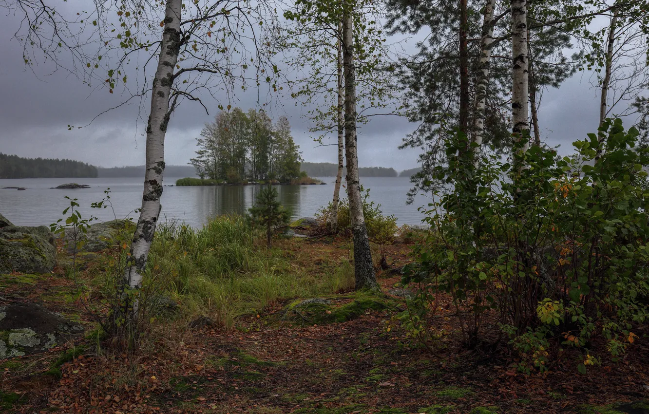 Photo wallpaper trees, landscape, nature, lake, shore, birch, Finland, Kivlenieks Ewalds