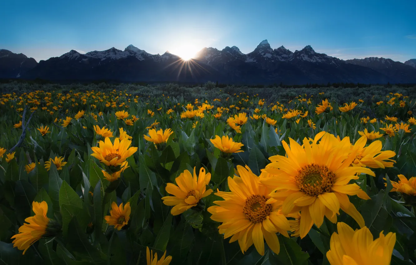 Photo wallpaper field, the sun, sunflowers, flowers, mountains, a lot