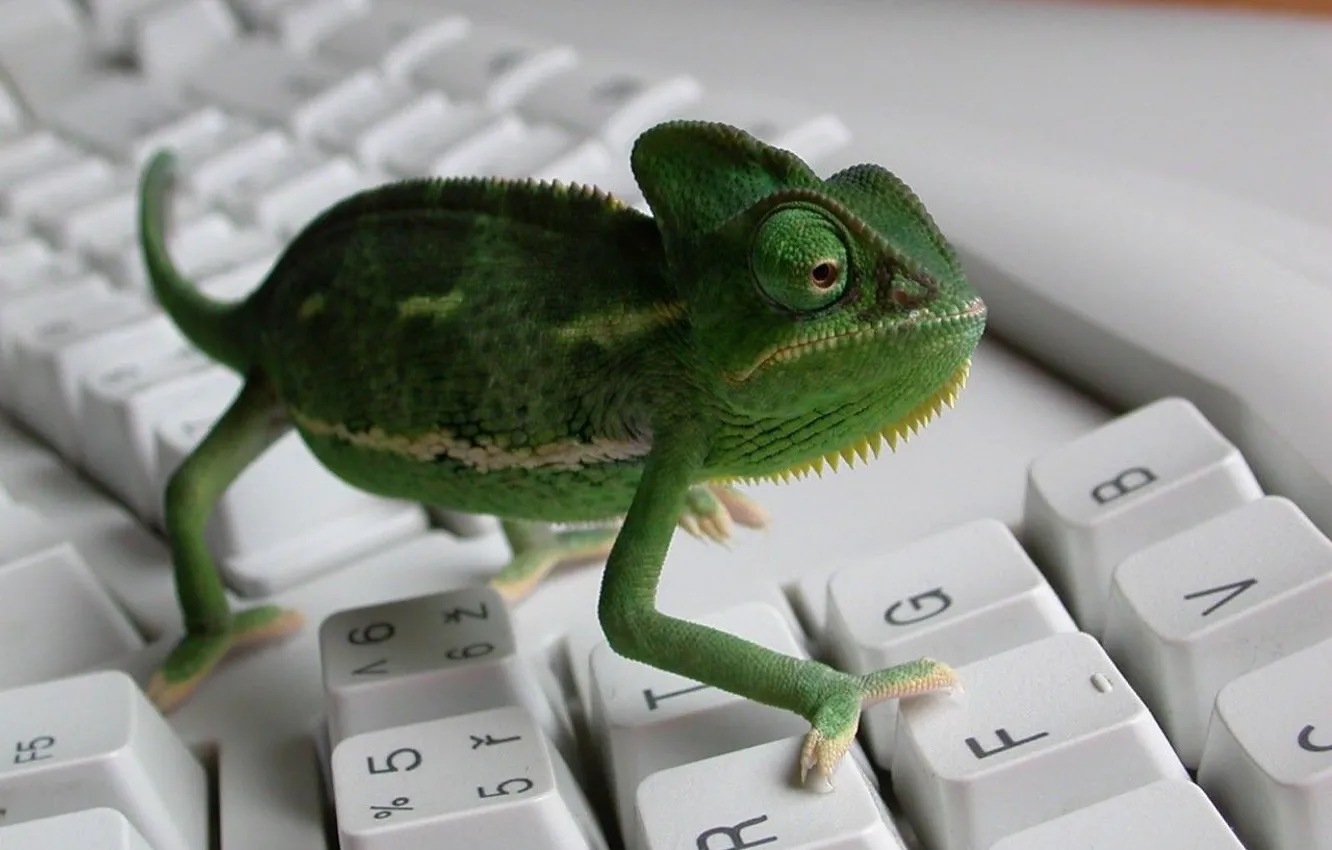 Photo wallpaper chameleon, keyboard