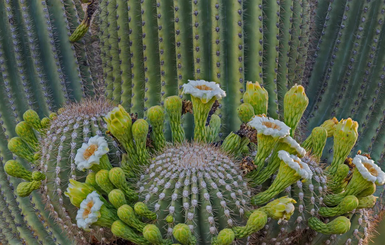 Photo wallpaper cactus, AZ, USA, giant saguaro, saguaro, Coronado National Forest