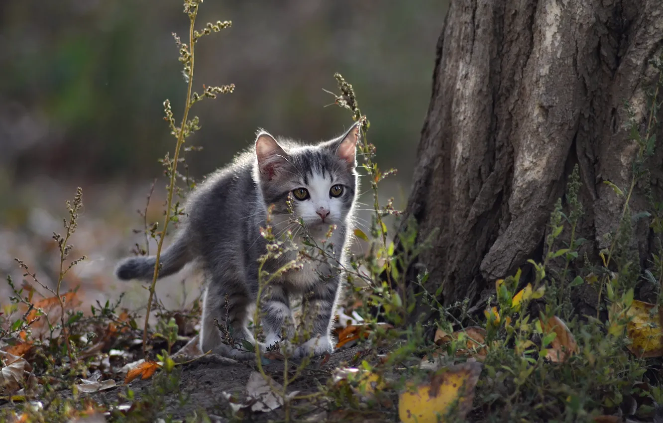 Photo wallpaper cat, look, background