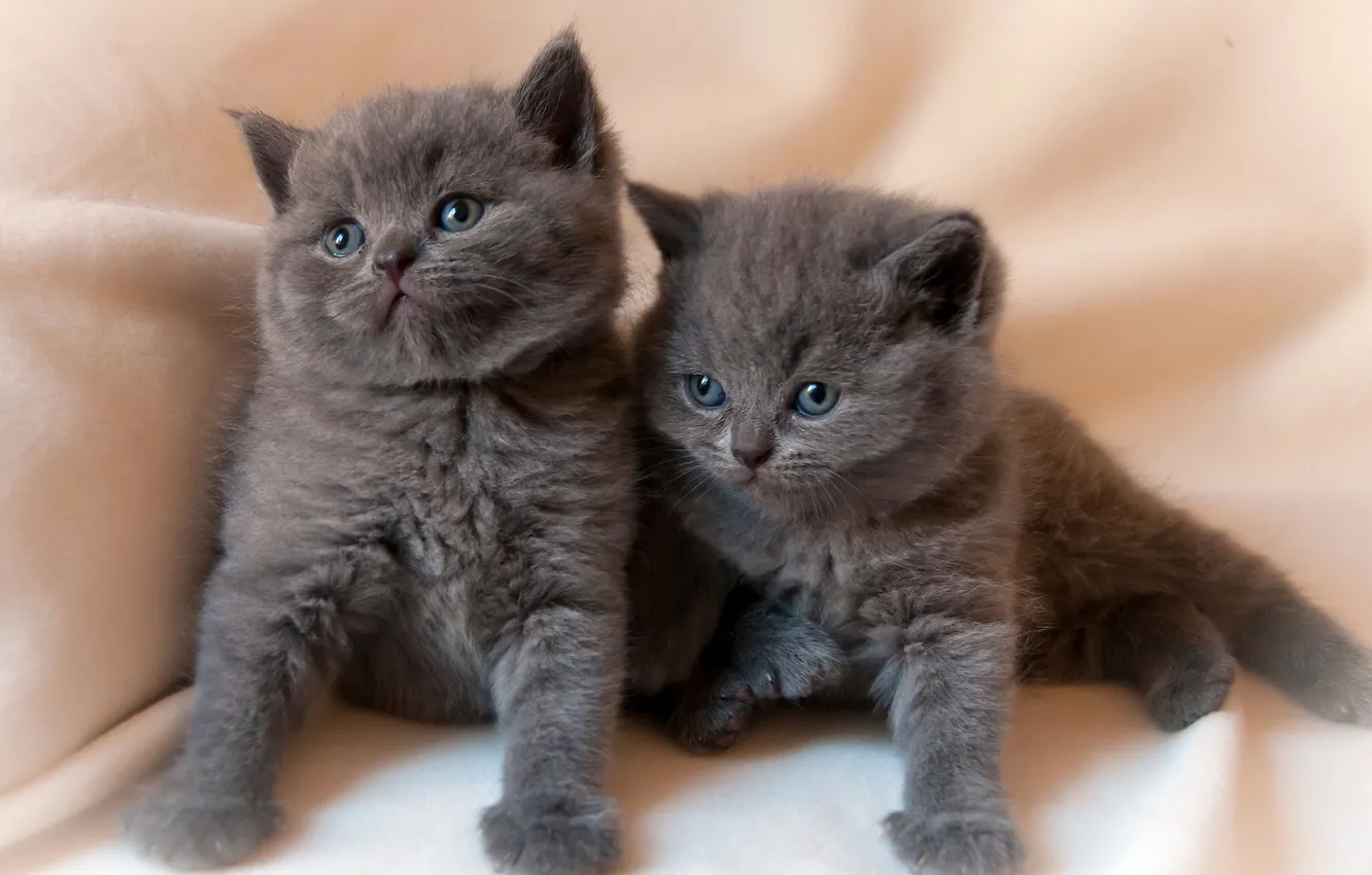 Photo wallpaper baby, kitty, twins