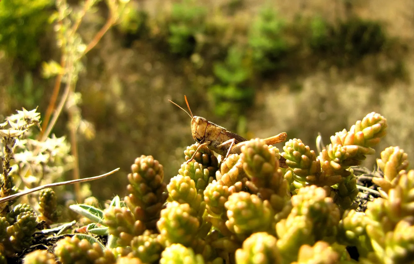 Photo wallpaper nature, plant, insect, grasshopper, bumps
