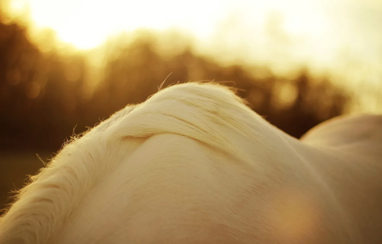 Photo wallpaper white, the sun, macro, light, close-up, glare, horse, horse