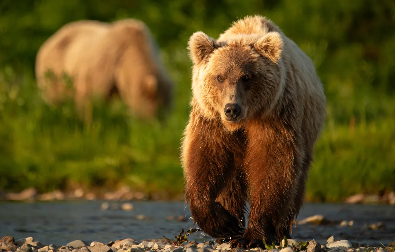 Photo wallpaper light, bear, walk