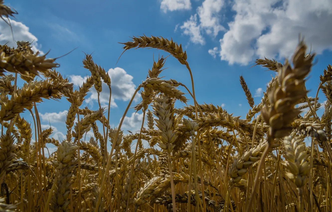Photo wallpaper wheat, field, the sky, ears