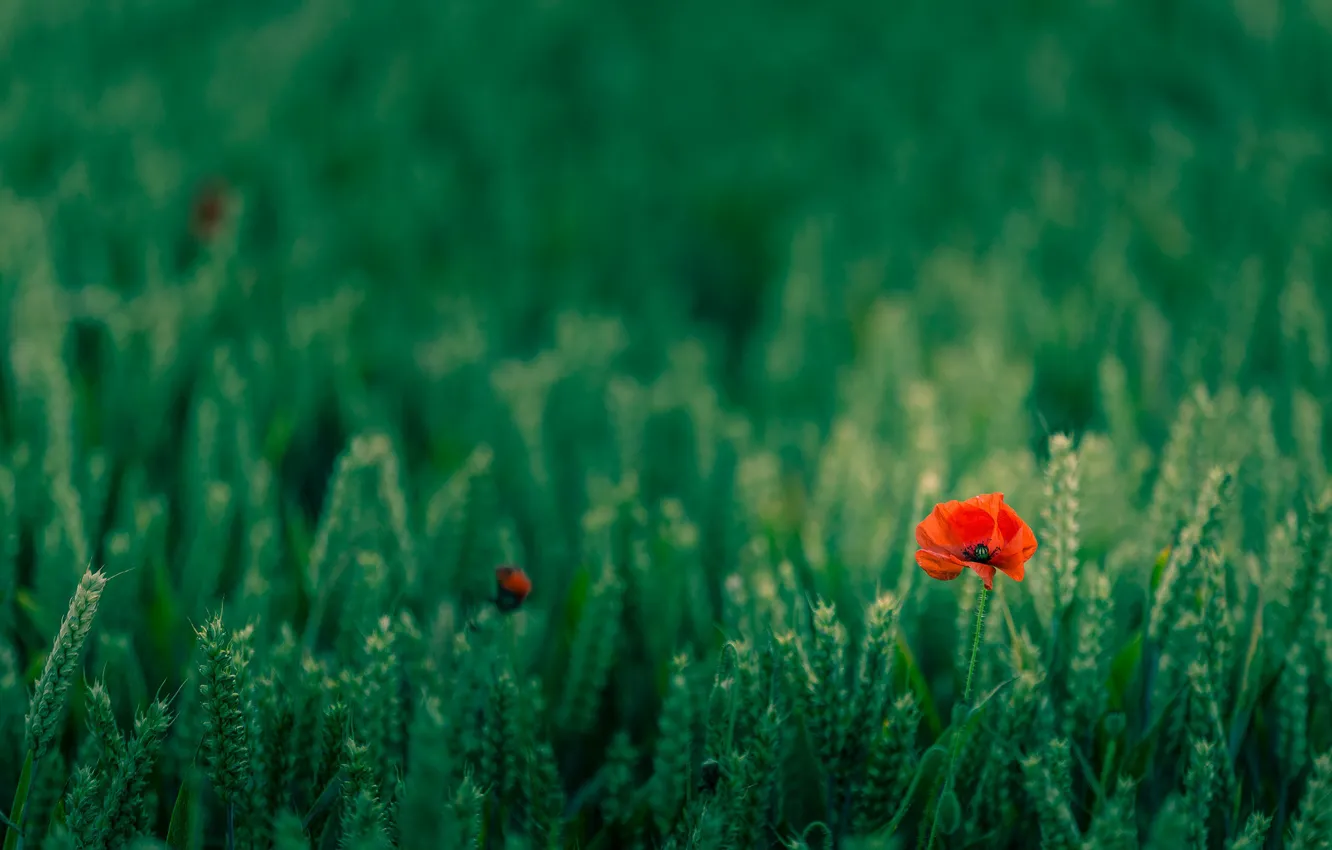 Photo wallpaper poppy, farmland, Wheat Field
