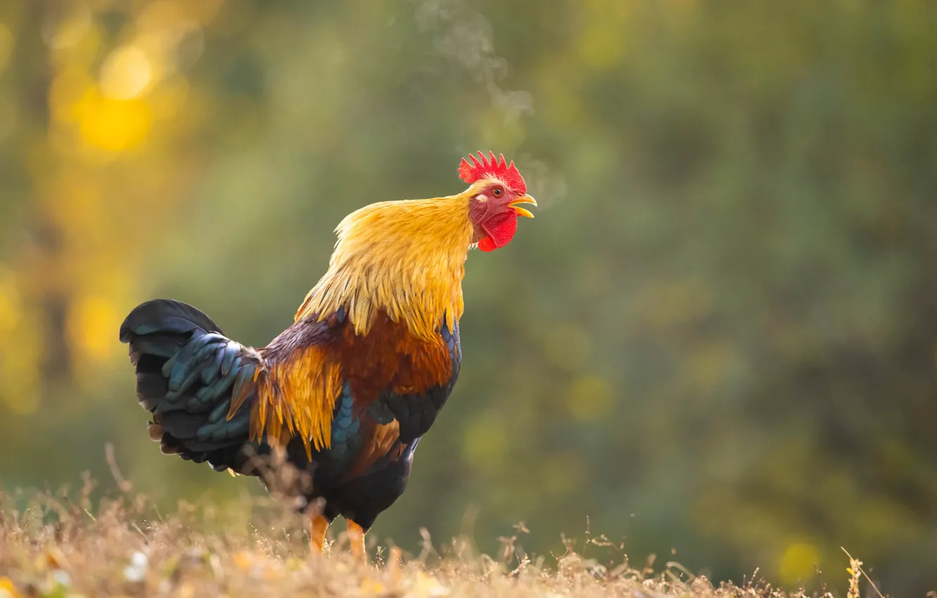 Photo wallpaper nature, background, bird, profile, cock