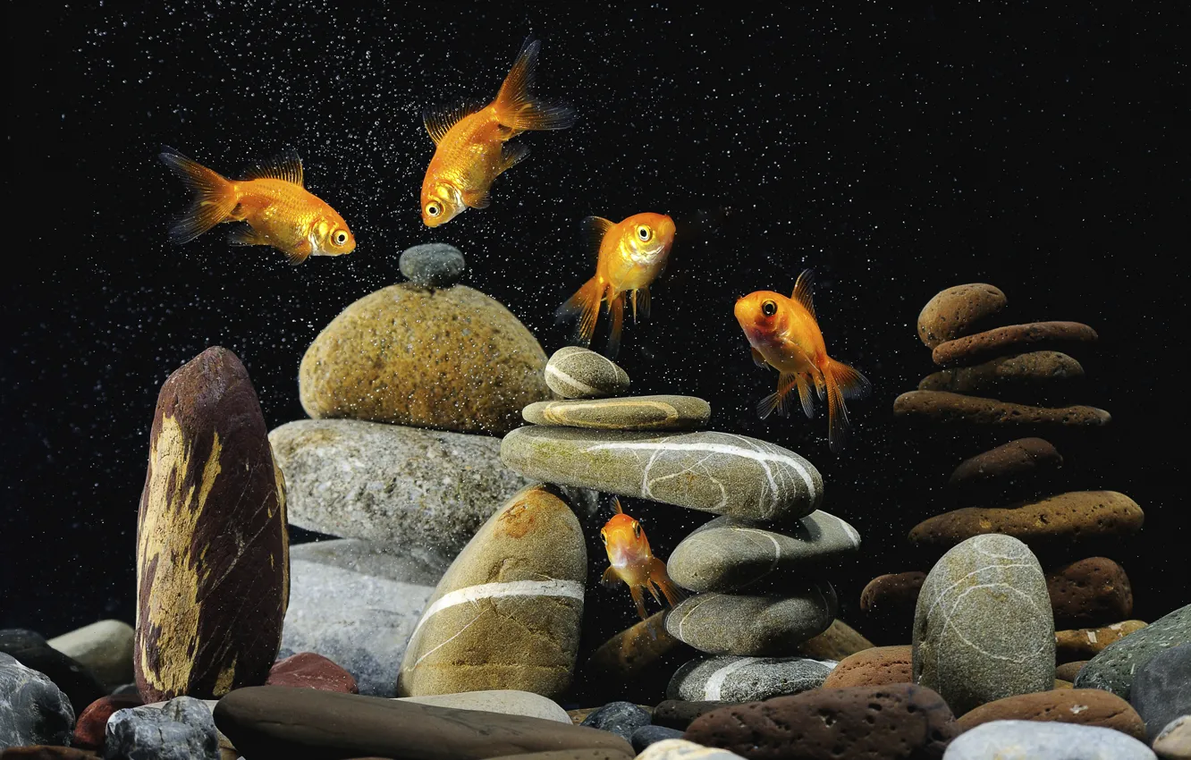 Photo wallpaper background, black, colorful, pebbles, gold, fish, Five