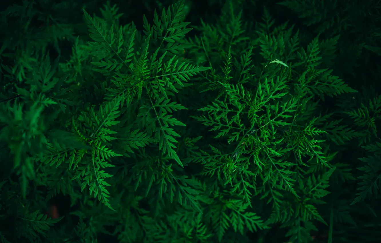 Photo wallpaper greens, nature, Wallpaper, plant, wallpaper, picture, picture, vegetation