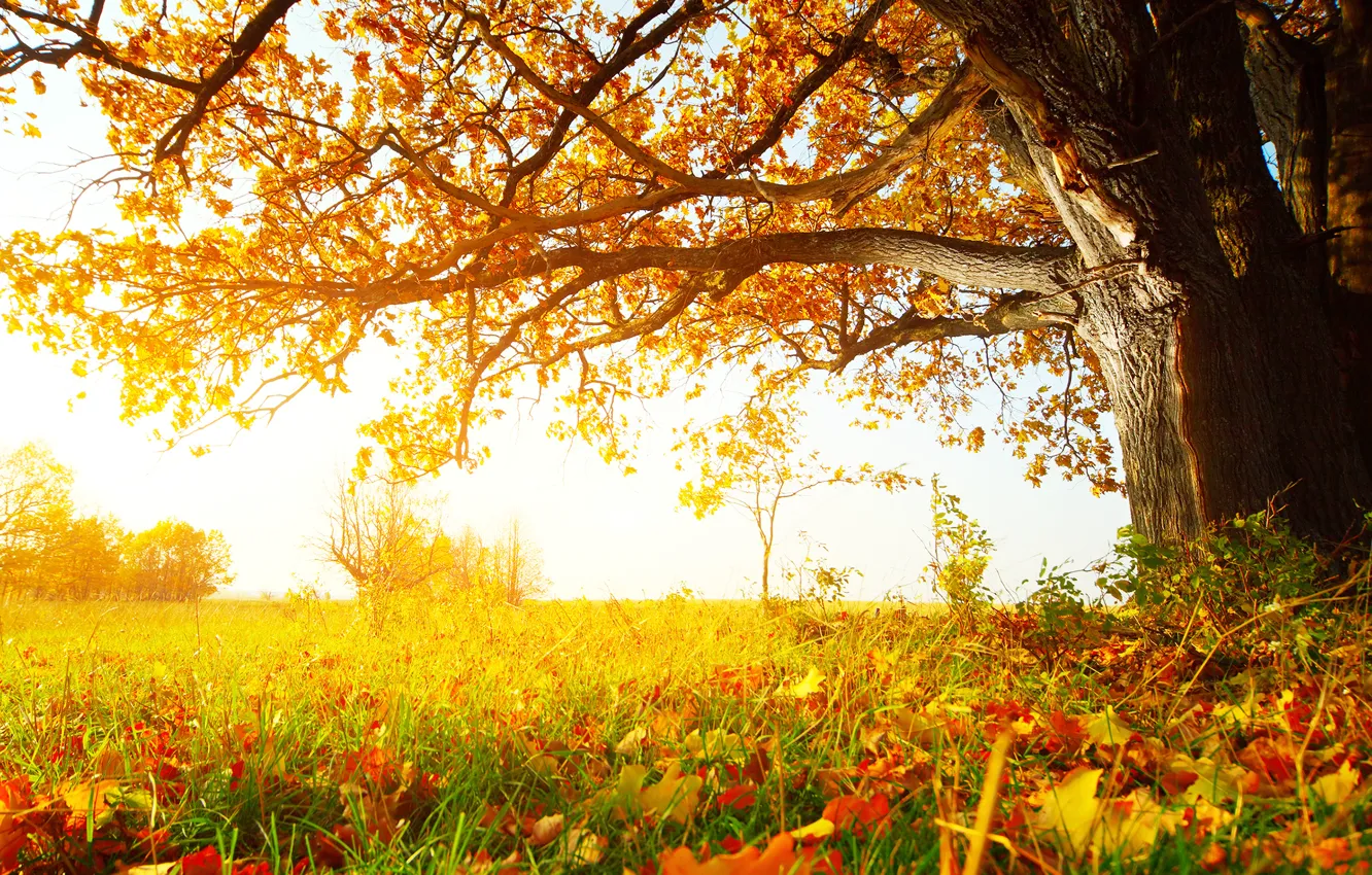 Photo wallpaper autumn, grass, leaves, trees, Sunny forest