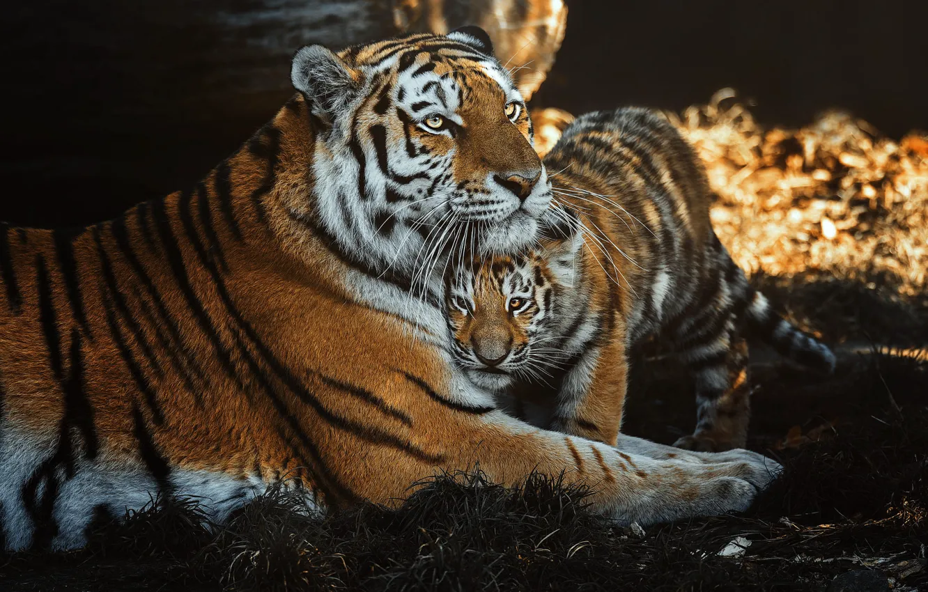Photo wallpaper tiger, tigress, tiger