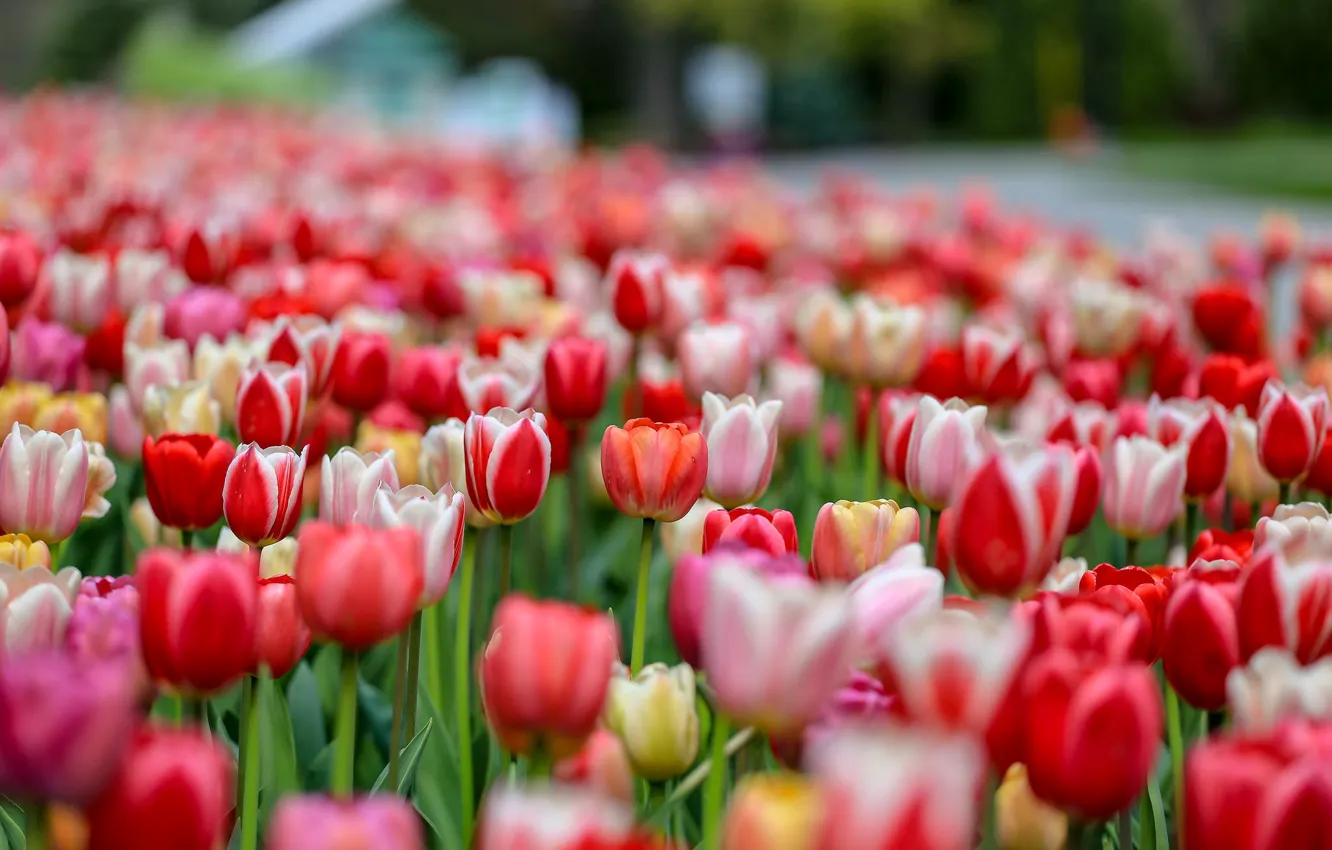 Photo wallpaper tulips, buds, flowerbed, colorful, a lot