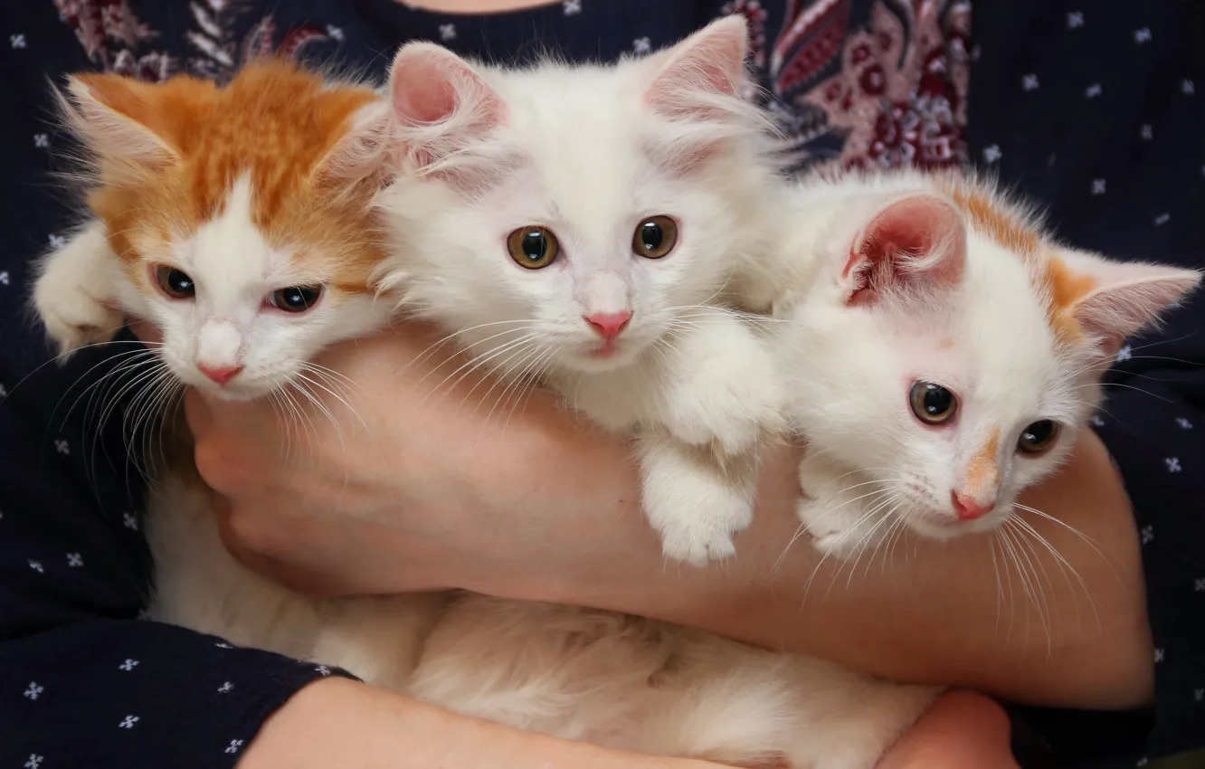 Photo wallpaper kittens, trio, bunch