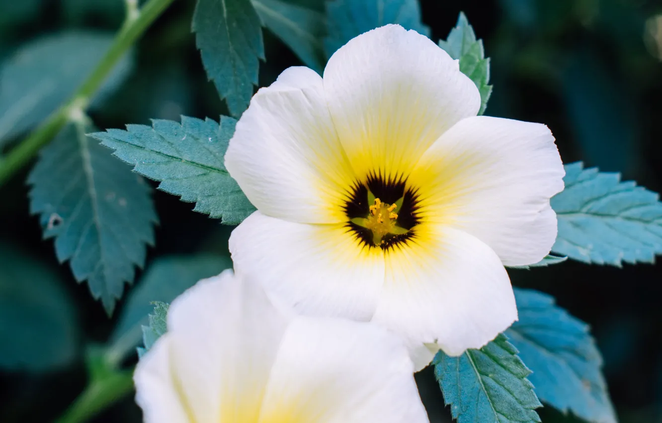 Photo wallpaper flowers, white, Pansy