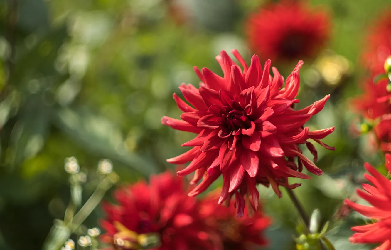 Photo wallpaper flowers, red, garden, bokeh, dahlias