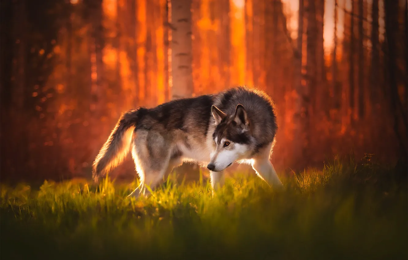 Photo wallpaper grass, trees, sunset, nature, animal, dog, dog, wolf dog