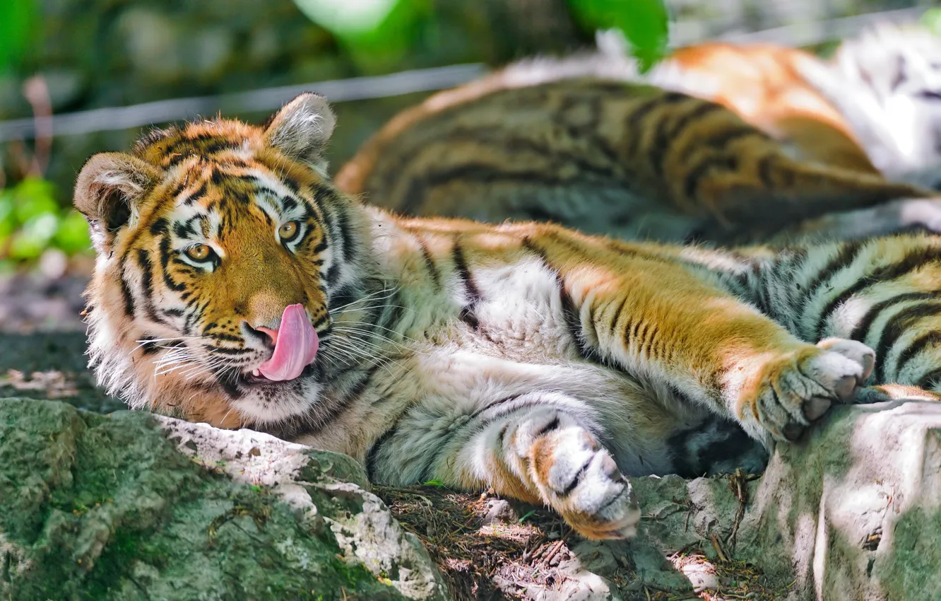 Photo wallpaper stones, predator, the Amur tiger