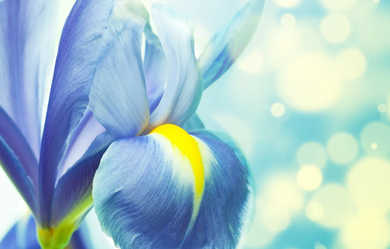Photo wallpaper flowers, petals, stem, iris