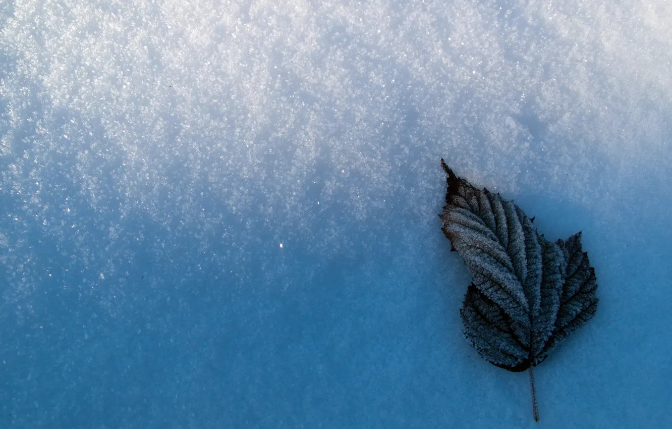 Photo wallpaper winter, snow, sheet, frozen leaf