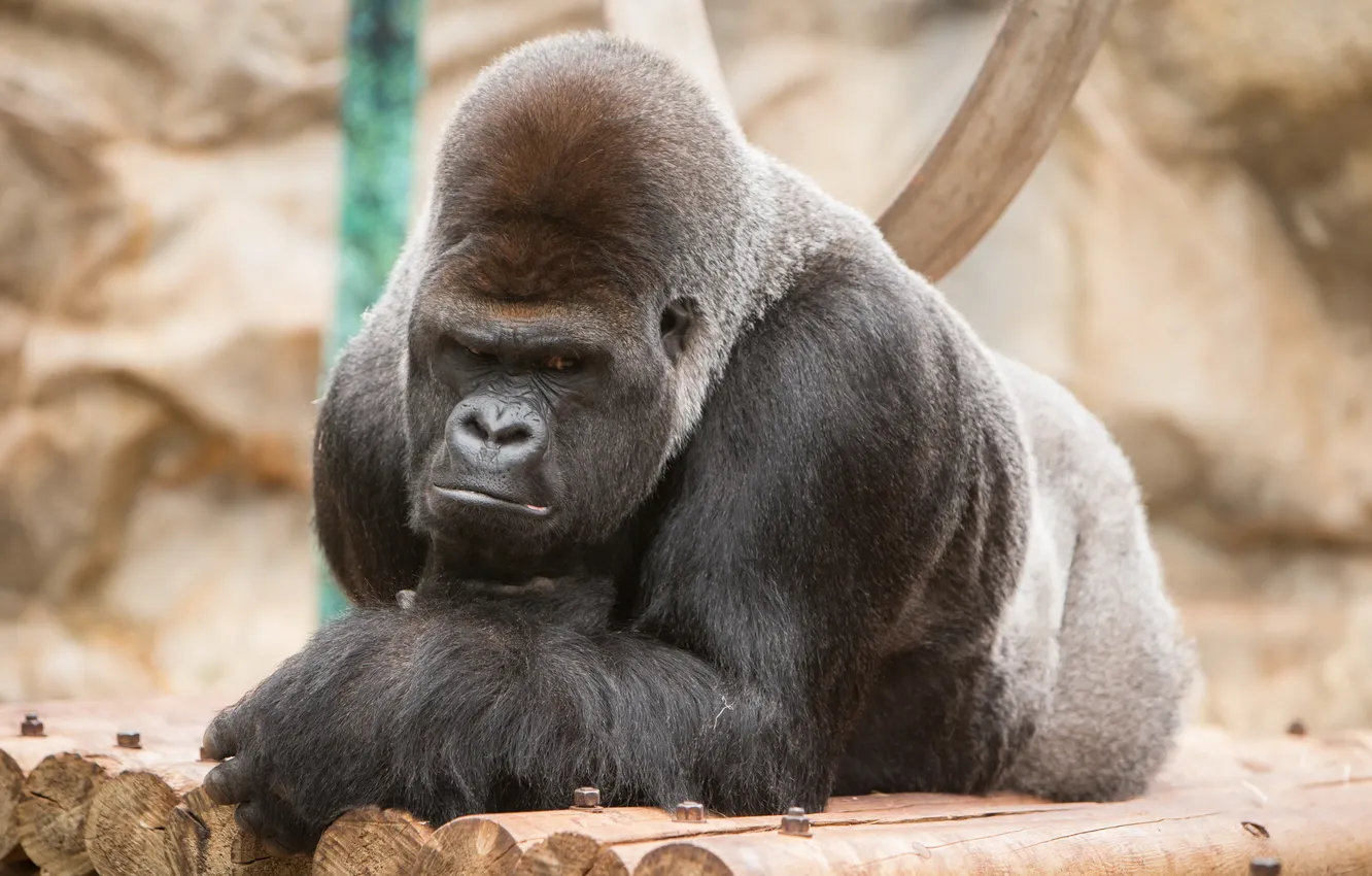 Photo wallpaper look, background, Gorilla