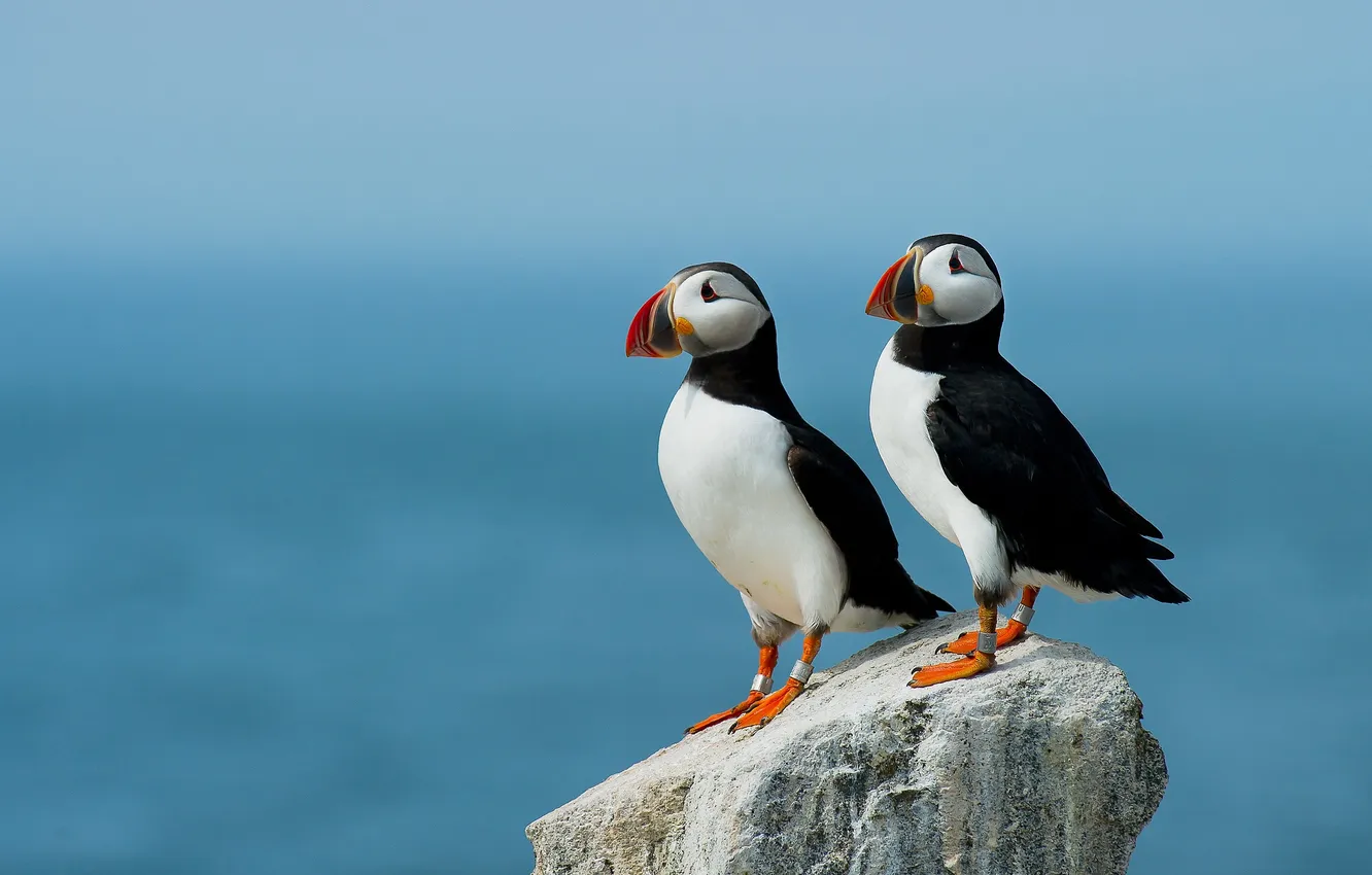 Photo wallpaper stones, bird, pair, stalled