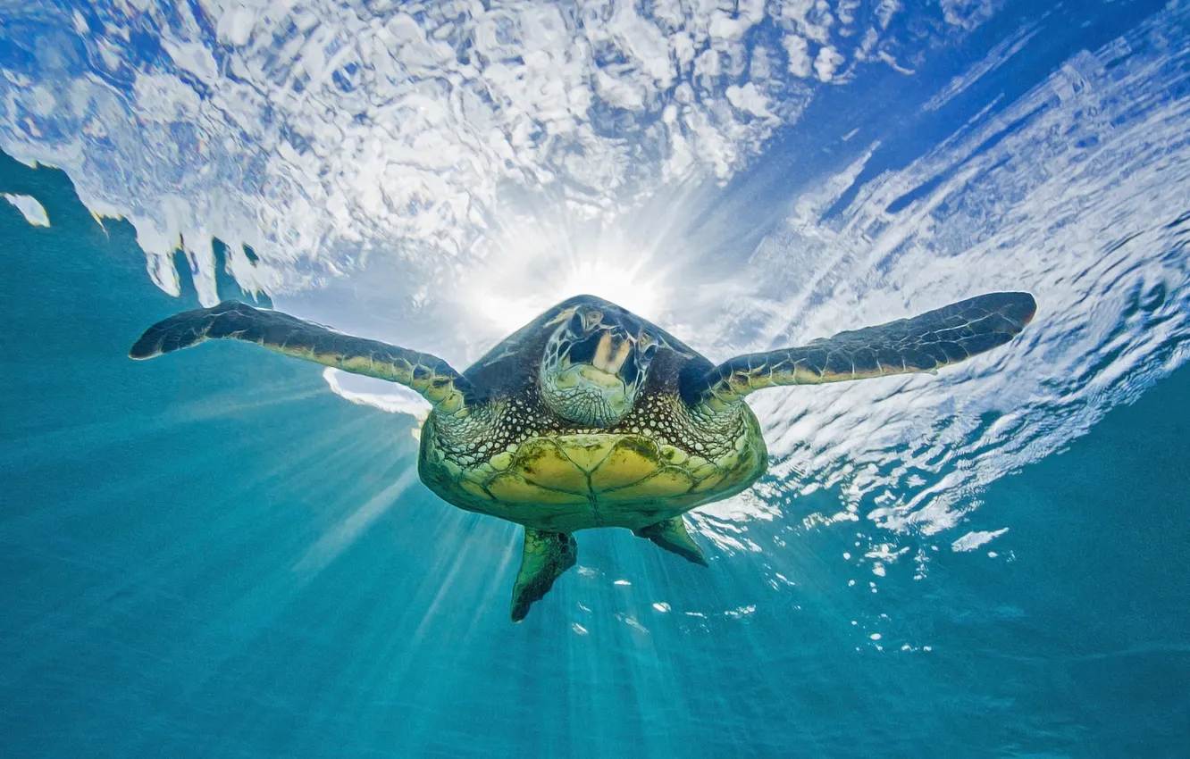 Photo wallpaper sea, nature, turtle