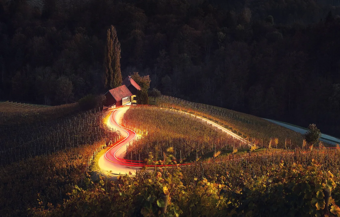 Photo wallpaper road, field, trees, lights, house, excerpt, grapes, bending