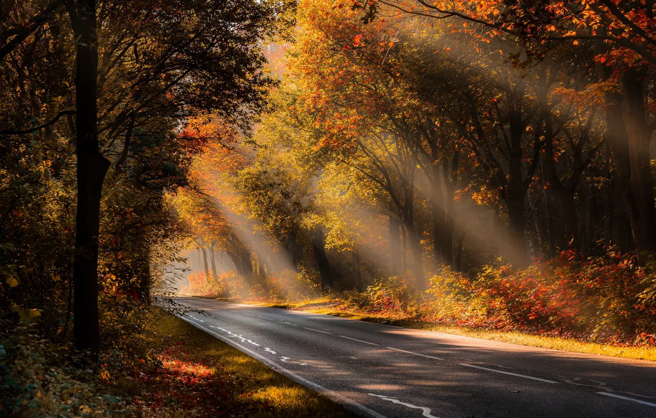 Photo wallpaper road, autumn, forest, light, morning