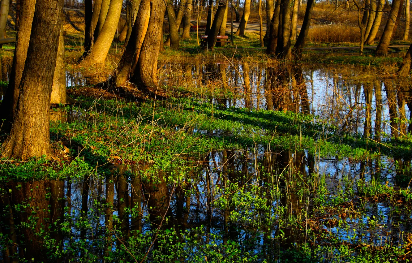 Photo wallpaper forest, water, park, tree